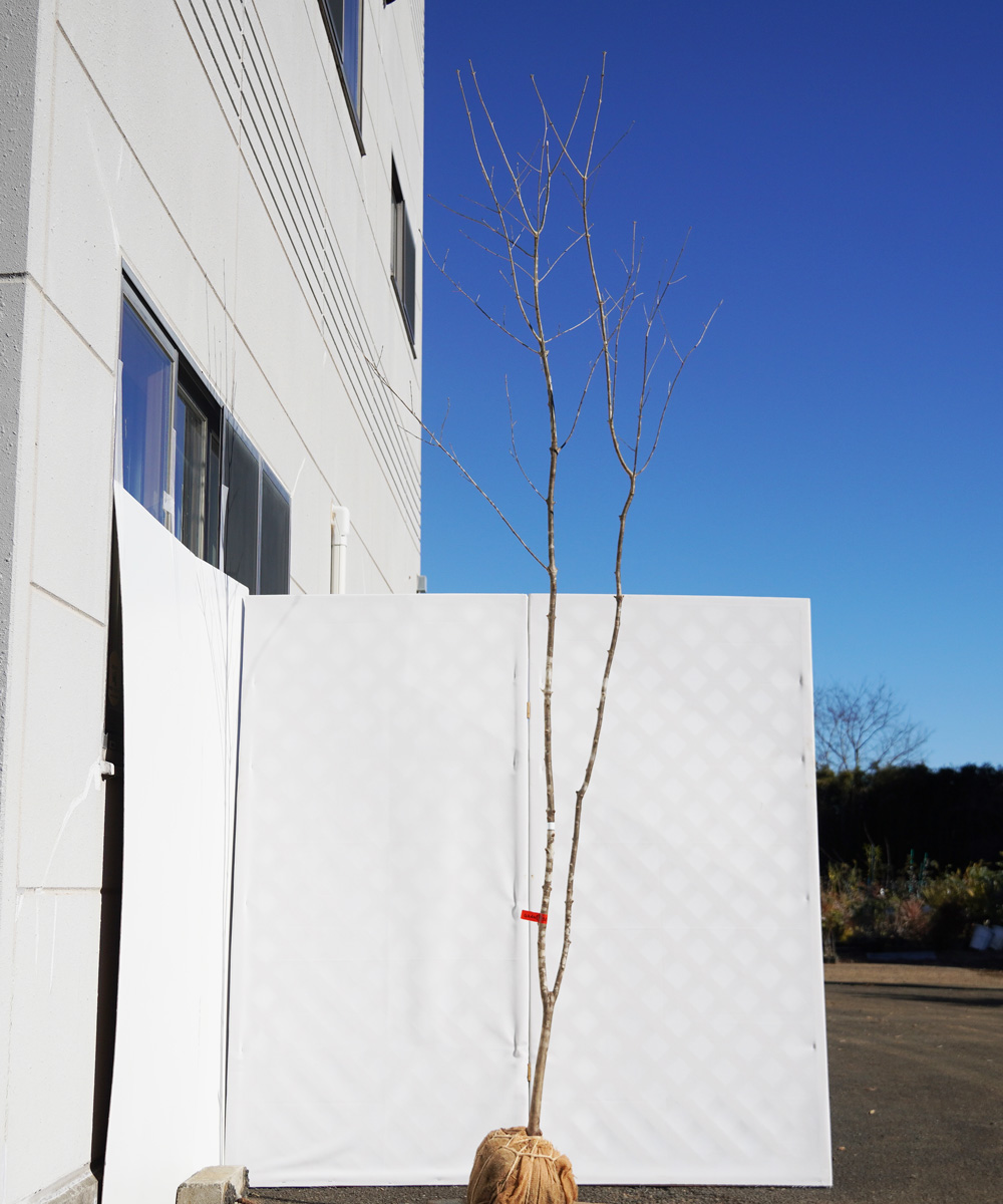 aada18-30【山採りもの】アオダモ 高さ3.0m程度 不在置き了承商品
