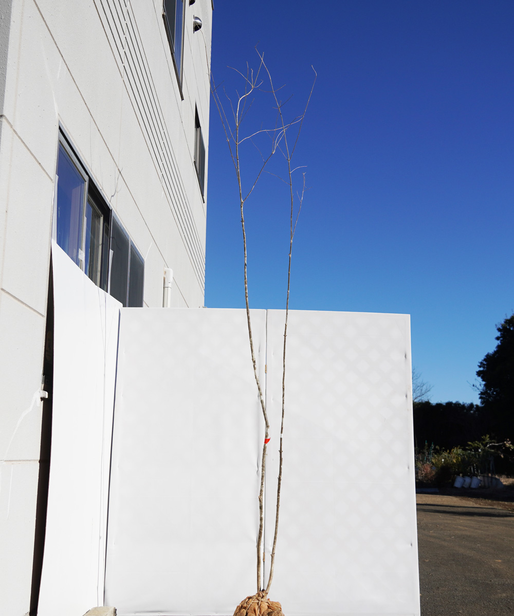 aada19-30【山採りもの】アオダモ 高さ3.0m程度 不在置き了承商品