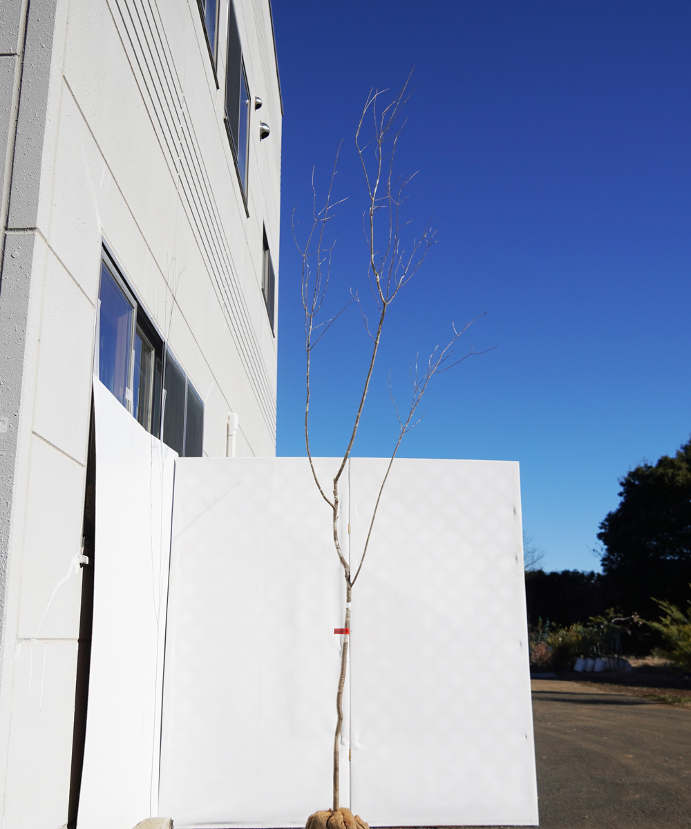 aada20-34【山採りもの】アオダモ　高さ3.4ｍ程度　不在置き了承商品