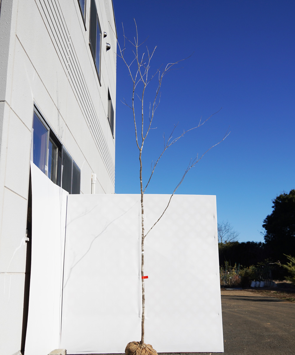 aada32-31【山採りもの】アオダモ 高さ3.1m程度 不在置き了承商品