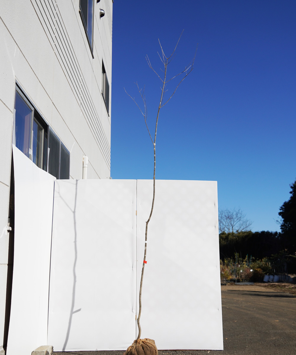 aada44-29【山採りもの】アオダモ 高さ2.9m程度 不在置き了承商品