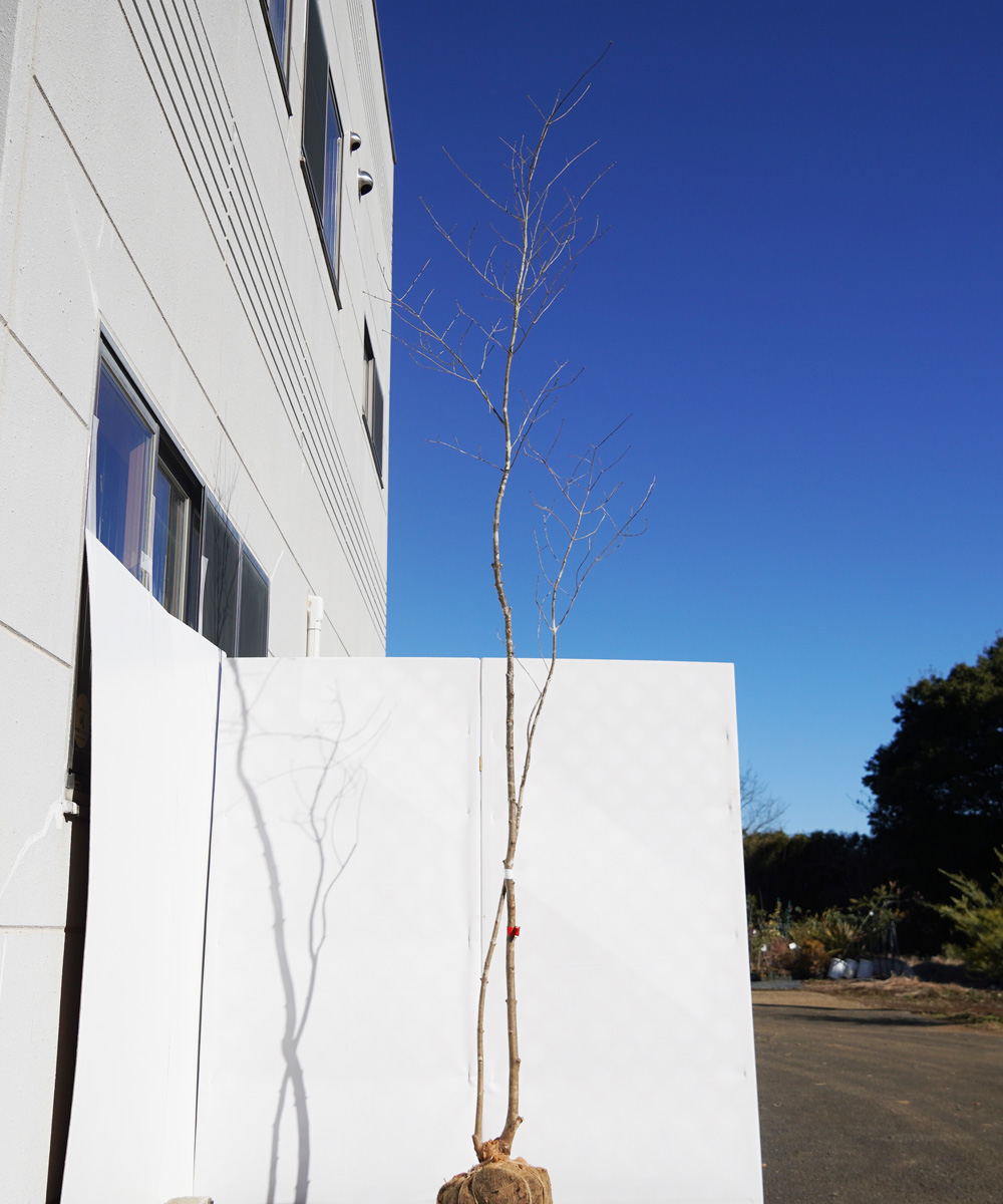 aada59-32【山採りもの】アオダモ 高さ3.2m程度 不在置き了承商品