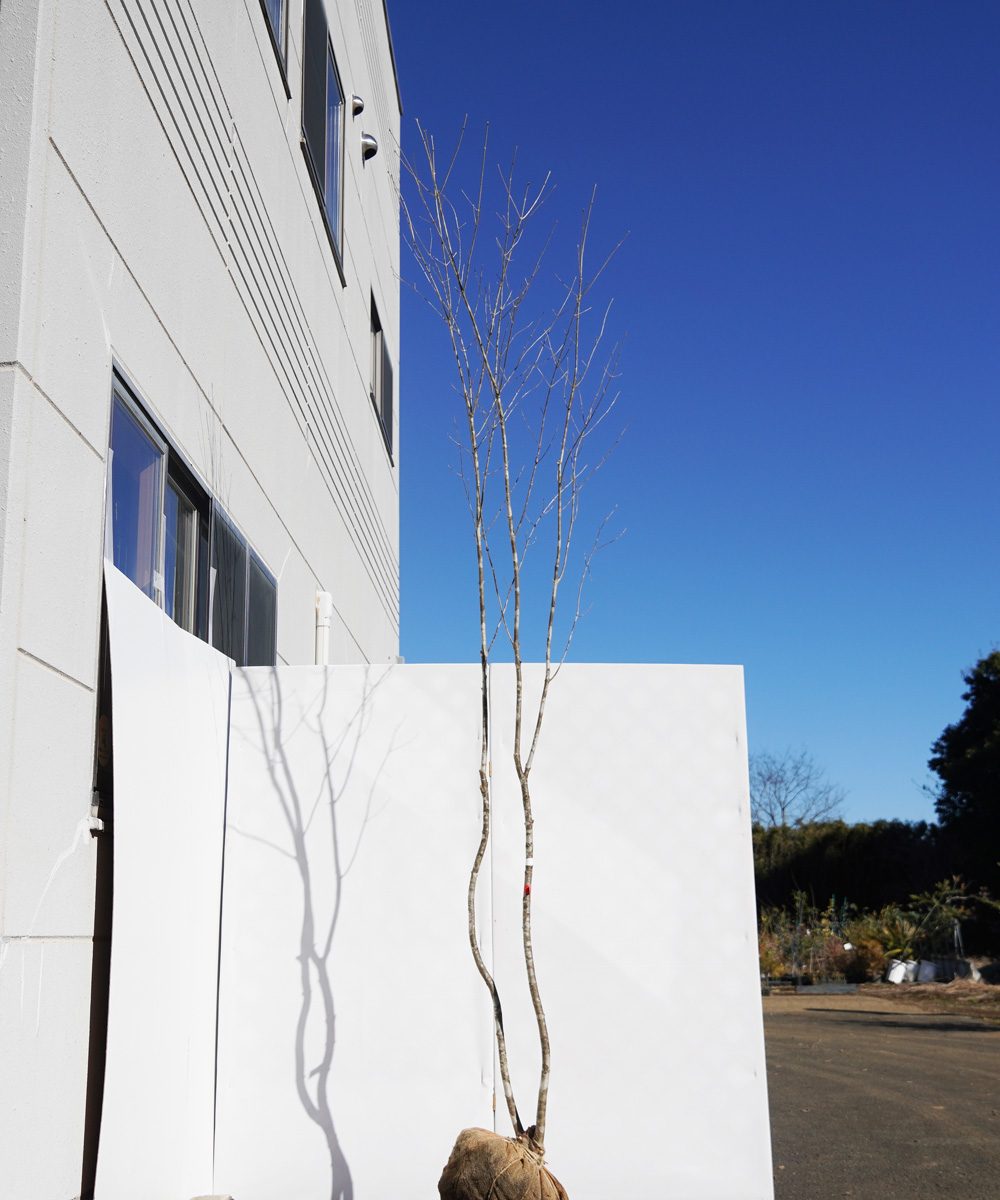 aada66-30【山採りもの】アオダモ 高さ3.0m程度 不在置き了承商品