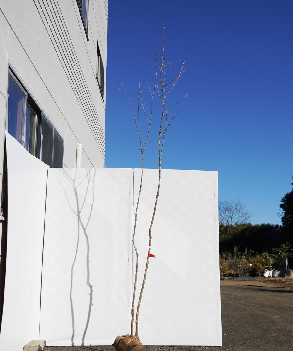 aada68-27【山採りもの】アオダモ 高さ2.7m程度 不在置き了承商品