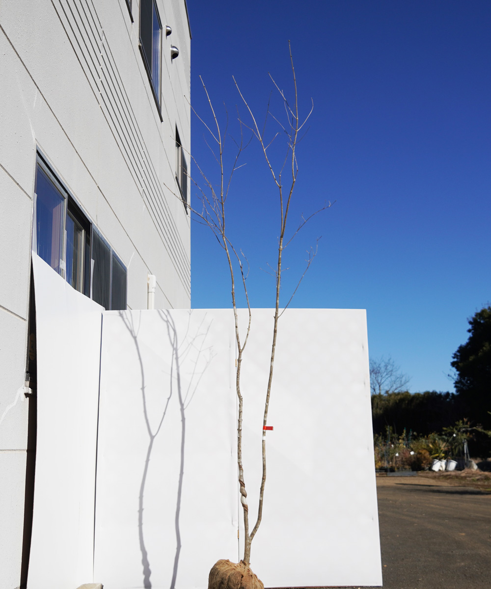aada70-28【山採りもの】アオダモ 高さ2.8m程度 不在置き了承商品