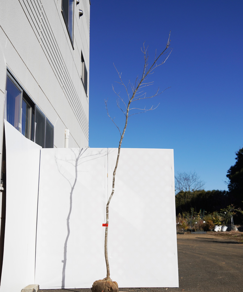 aada73-29【山採りもの】アオダモ 高さ2.9m程度 不在置き了承商品
