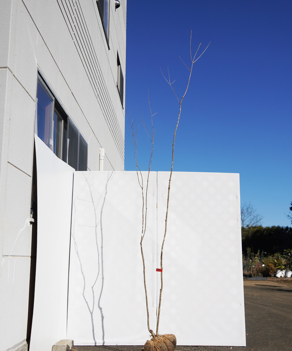 aada77-28【山採りもの】アオダモ 高さ2.8m程度 不在置き了承商品