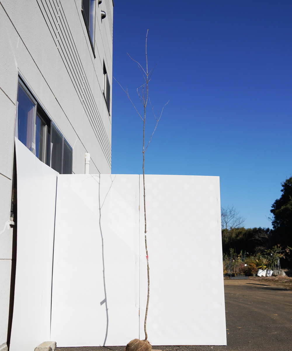 aada87-30【山採りもの】アオダモ 高さ3.0m程度 不在置き了承商品