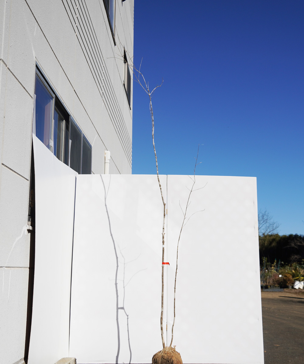 aada88-26【山採りもの】アオダモ 高さ2.6m程度 不在置き了承商品