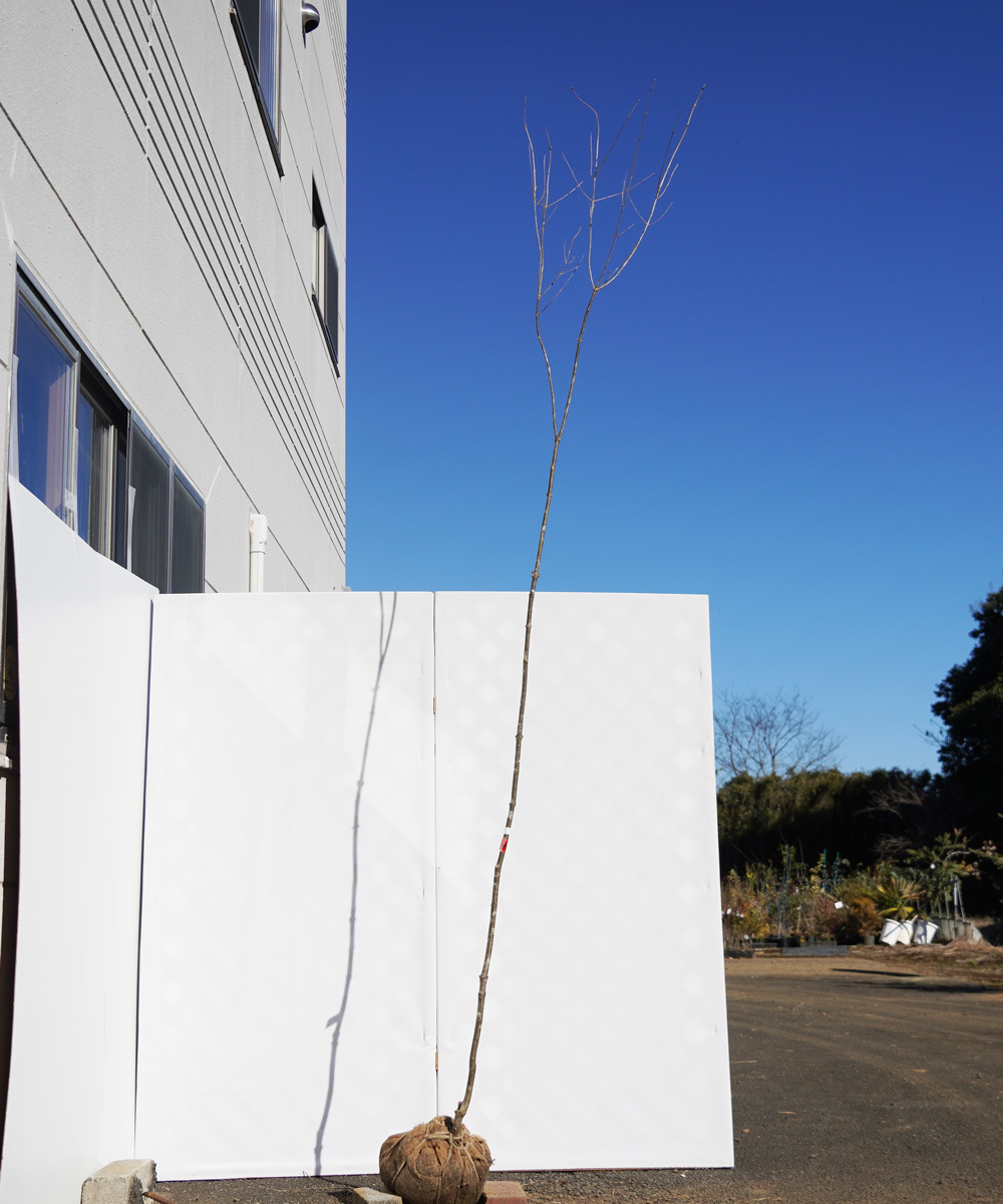 aada89-30【山採りもの】アオダモ 高さ3.0m程度 不在置き了承商品