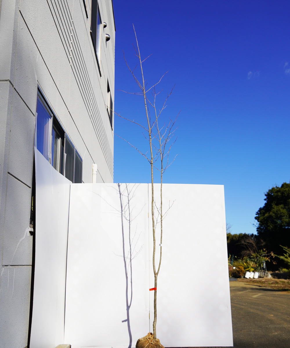 aaha3-31【山採り】アオハダ 雌雄不明 高さ3.1m 不在置き了承商品