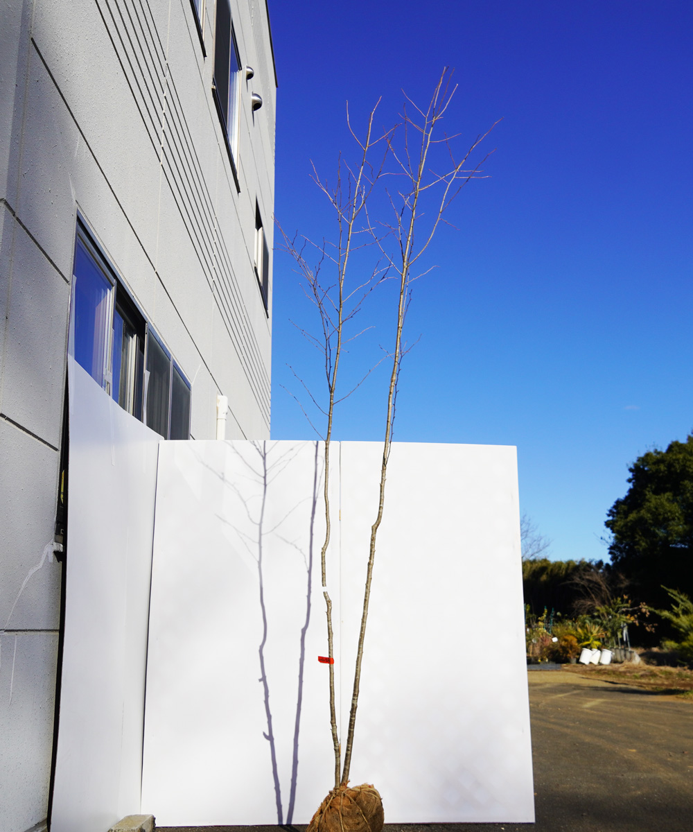 aaha6-31【山採り】アオハダ 雌雄不明 高さ3.1m 不在置き了承商品