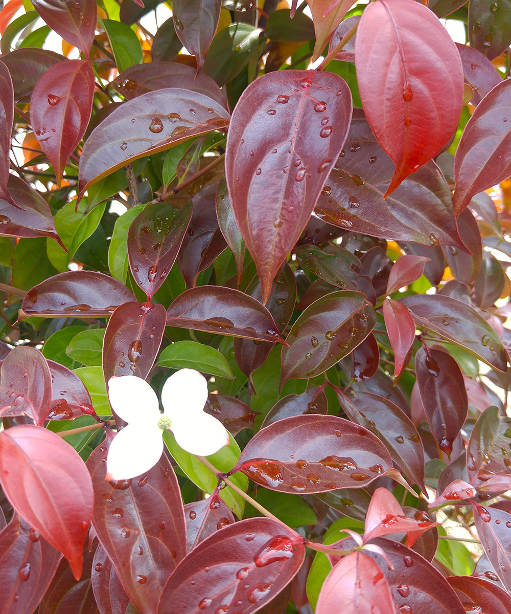 赤い新芽と白い花