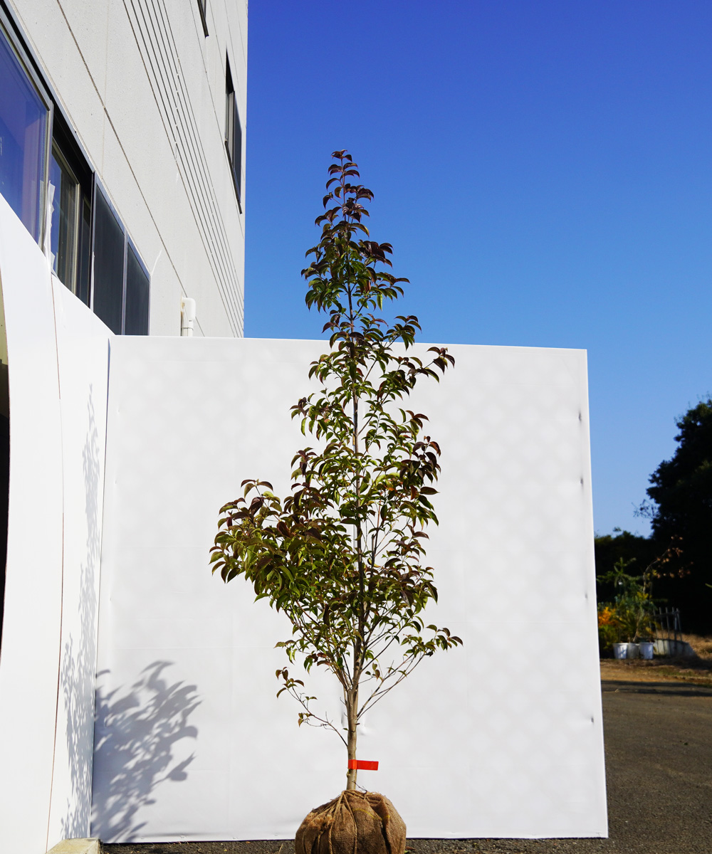 arsa9-20   常緑ヤマボウシ レッドスクリーン 赤葉白花 高さ2.0m 不在置き了承