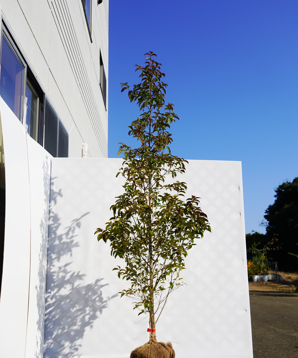arsa12-23   常緑ヤマボウシ レッドスクリーン 赤葉白花 高さ2.3m 不在置き了承