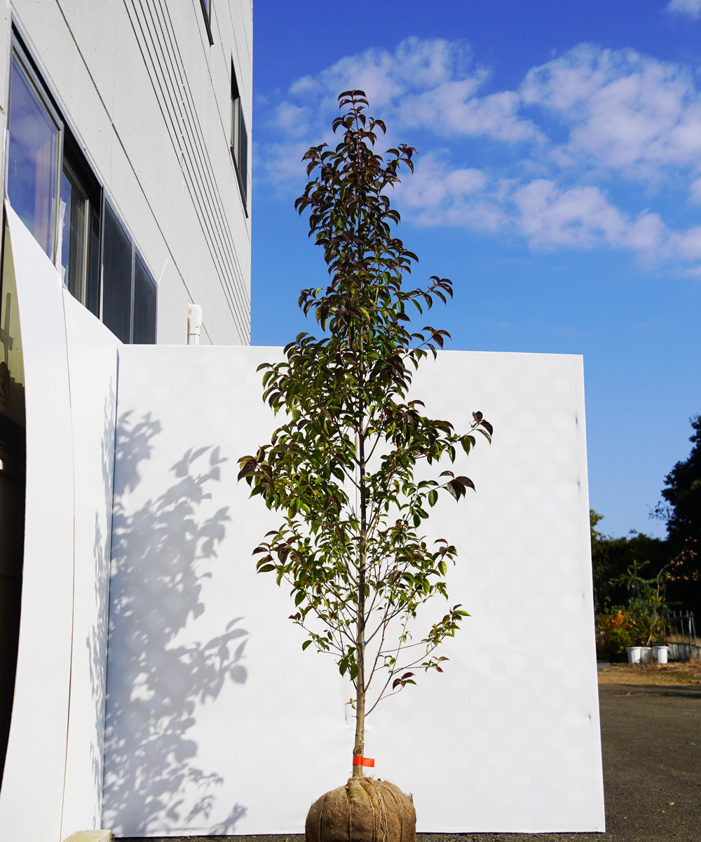arsa31-22   常緑ヤマボウシ レッドスクリーン 赤葉白花 高さ2.2m 不在置き了承