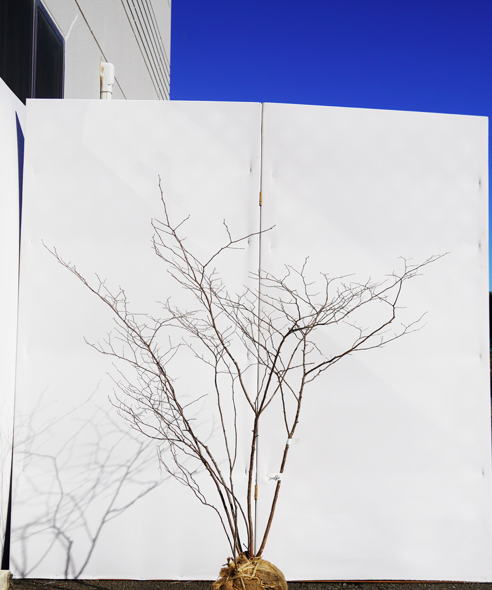 anta36-12  【山採り】ナツハゼ 高さ1.2m 不在置き了承商品