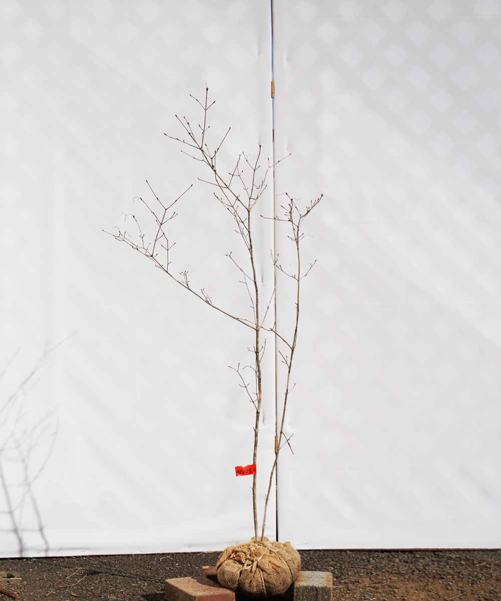ayza6-11【山採り】オトコヨウゾメ　高さ1.1m　不在置き了承商品　　