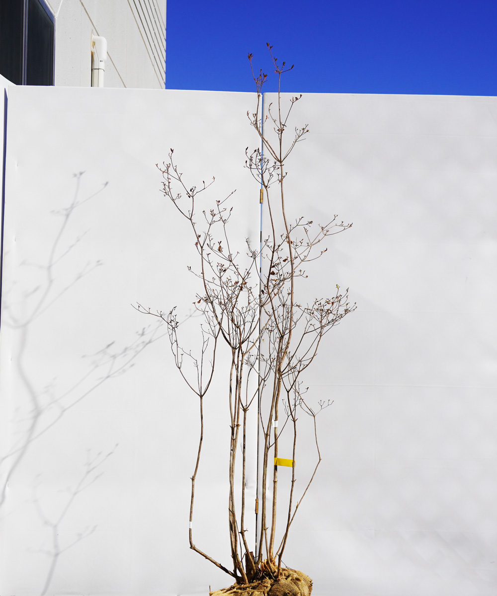ayta20-15【山採りもの】ヤマツツジ 高さ1.5m程度 不在置き了承商品