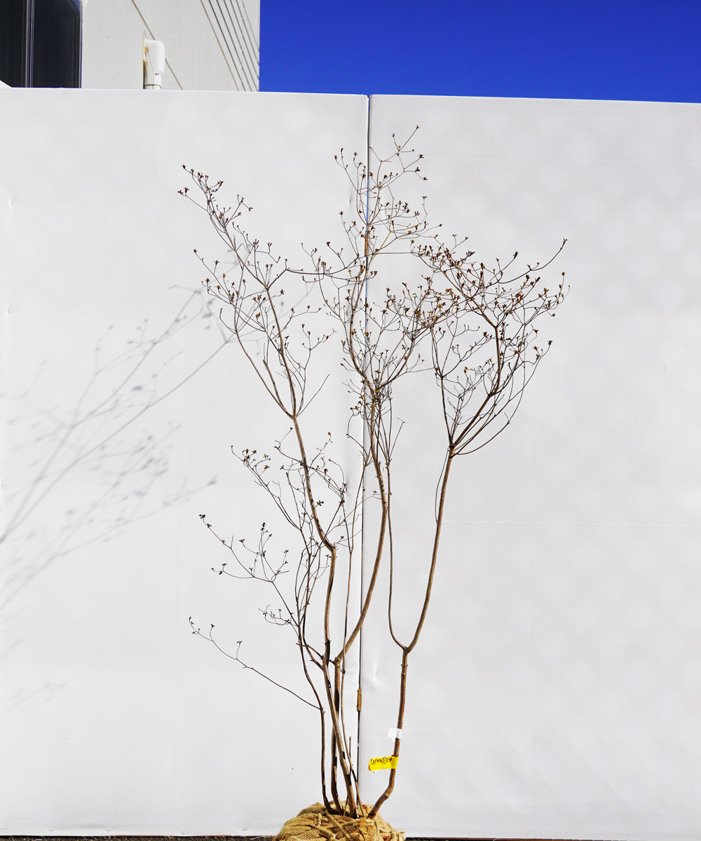 ayta23-14【山採りもの】ヤマツツジ 高さ1.4m程度 不在置き了承商品
