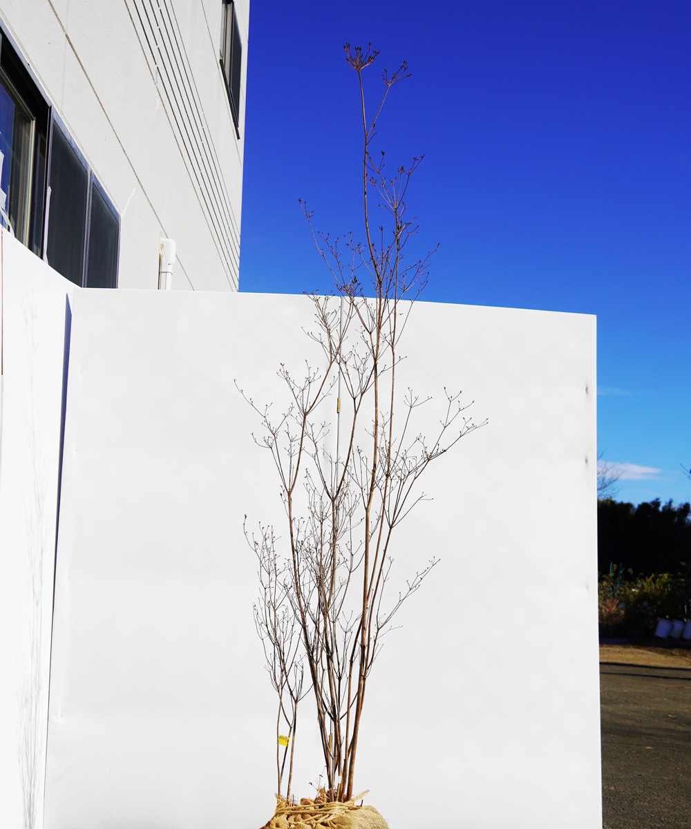 ayta27-20【山採りもの】ヤマツツジ 高さ2.0m程度 不在置き了承商品