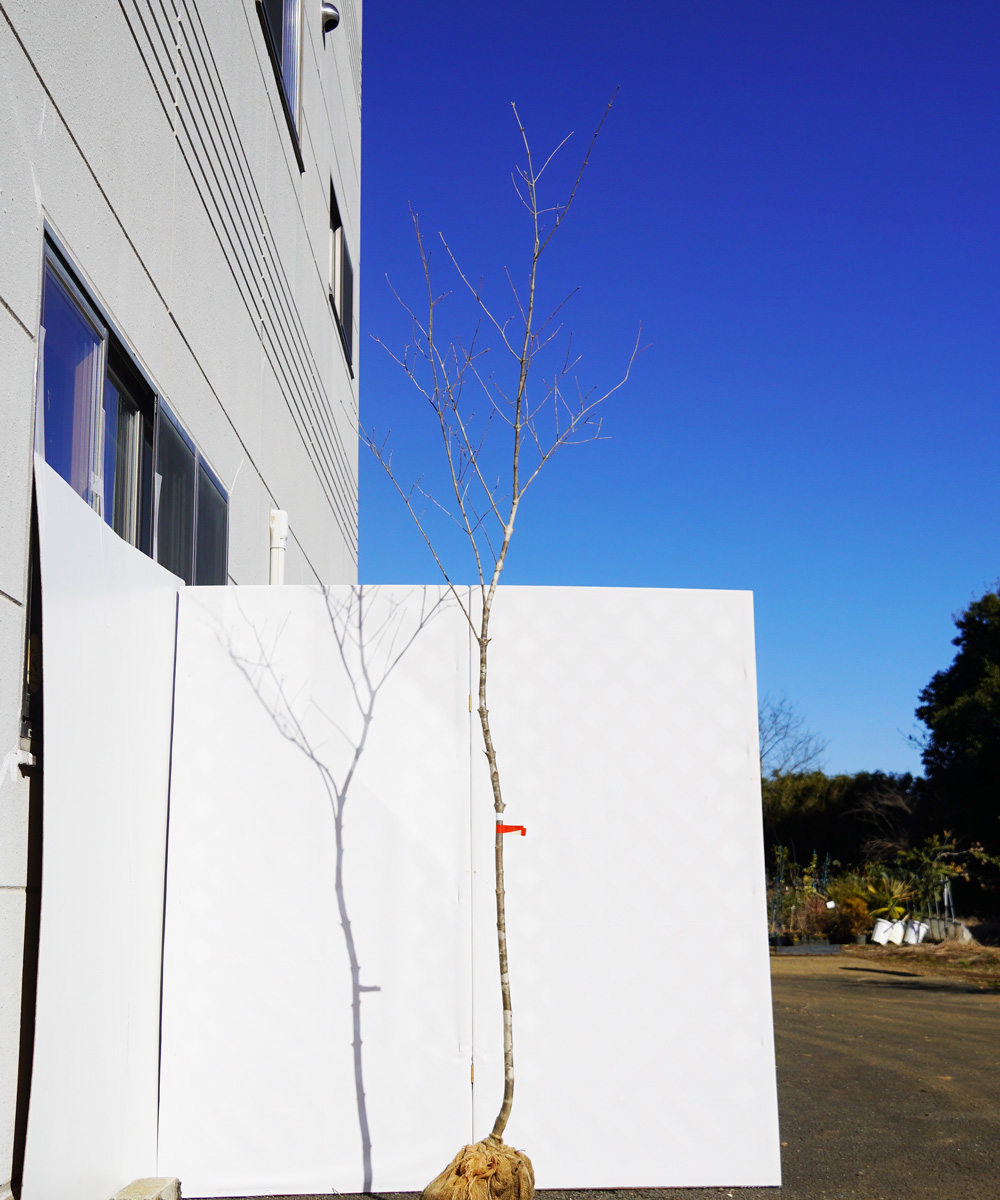 aada97-27【山採りもの】アオダモ 高さ2.7m程度 不在置き了承商品