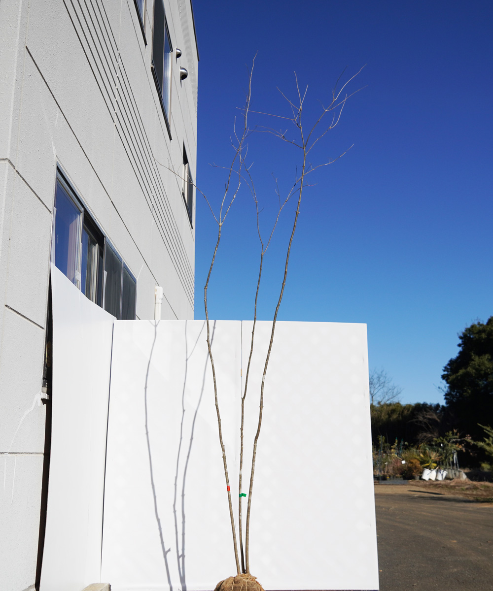 aada100-32【山採りもの】アオダモ 高さ3.2m程度 不在置き了承商品