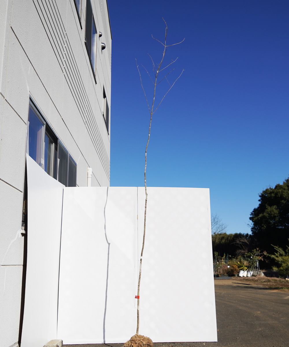 aada102-32【山採りもの】アオダモ 高さ3.2m程度 不在置き了承商品
