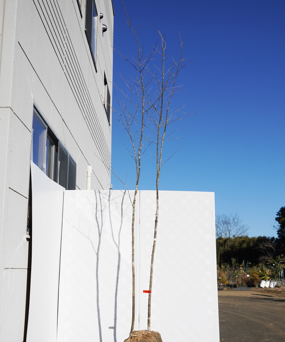 aada106-33【山採りもの】アオダモ 高さ3.3m程度 不在置き了承商品