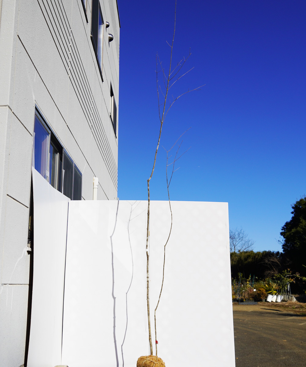 aada114-34【山採りもの】アオダモ 高さ3.4m程度 不在置き了承商品