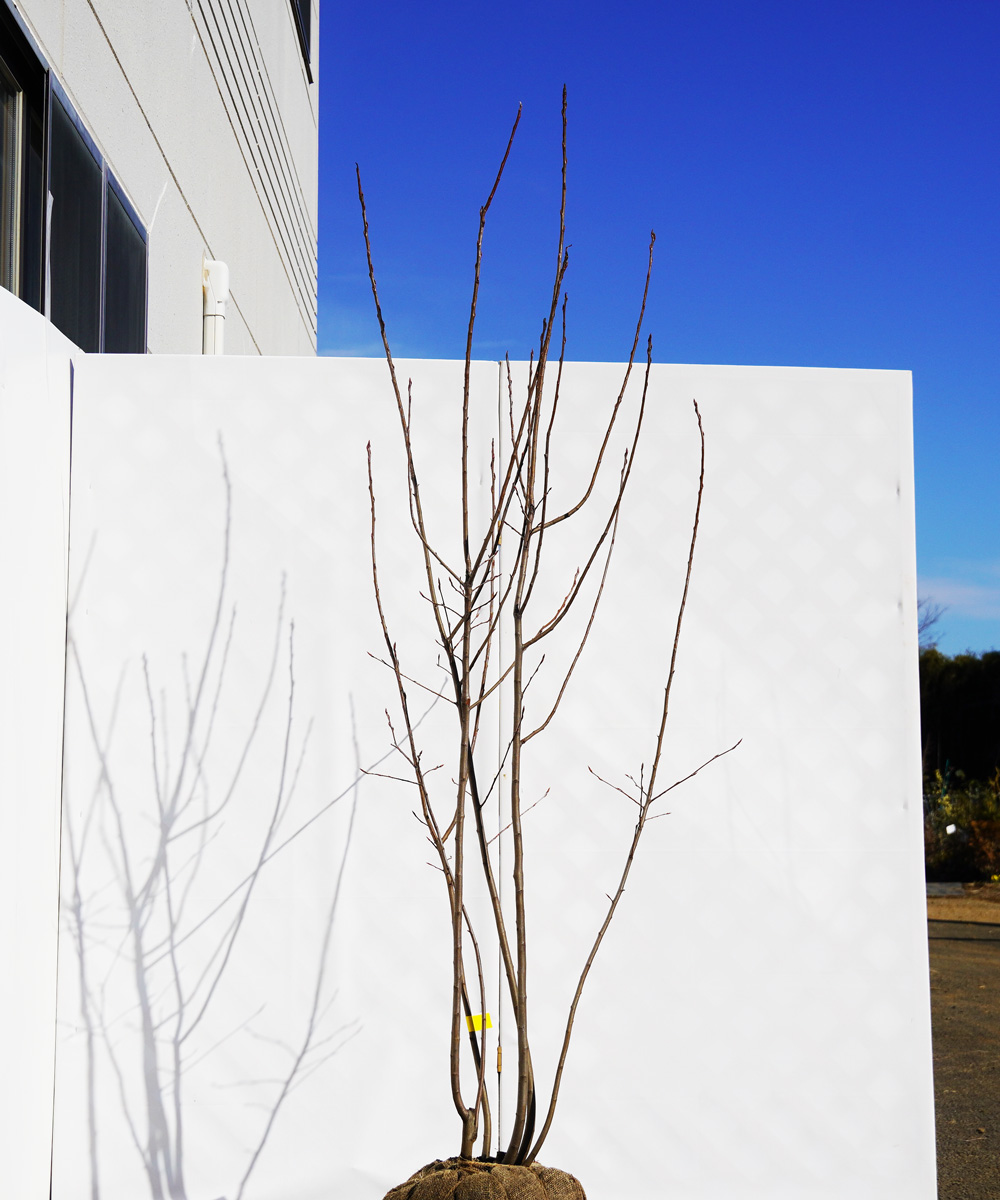 ajba3-19 ジューンベリー株立  ラマルキー 高さ1.9m 不在置き了承商品