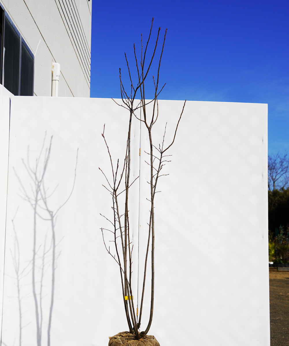 ajba11-19 ジューンベリー株立  ラマルキー 高さ1.9m 不在置き了承商品