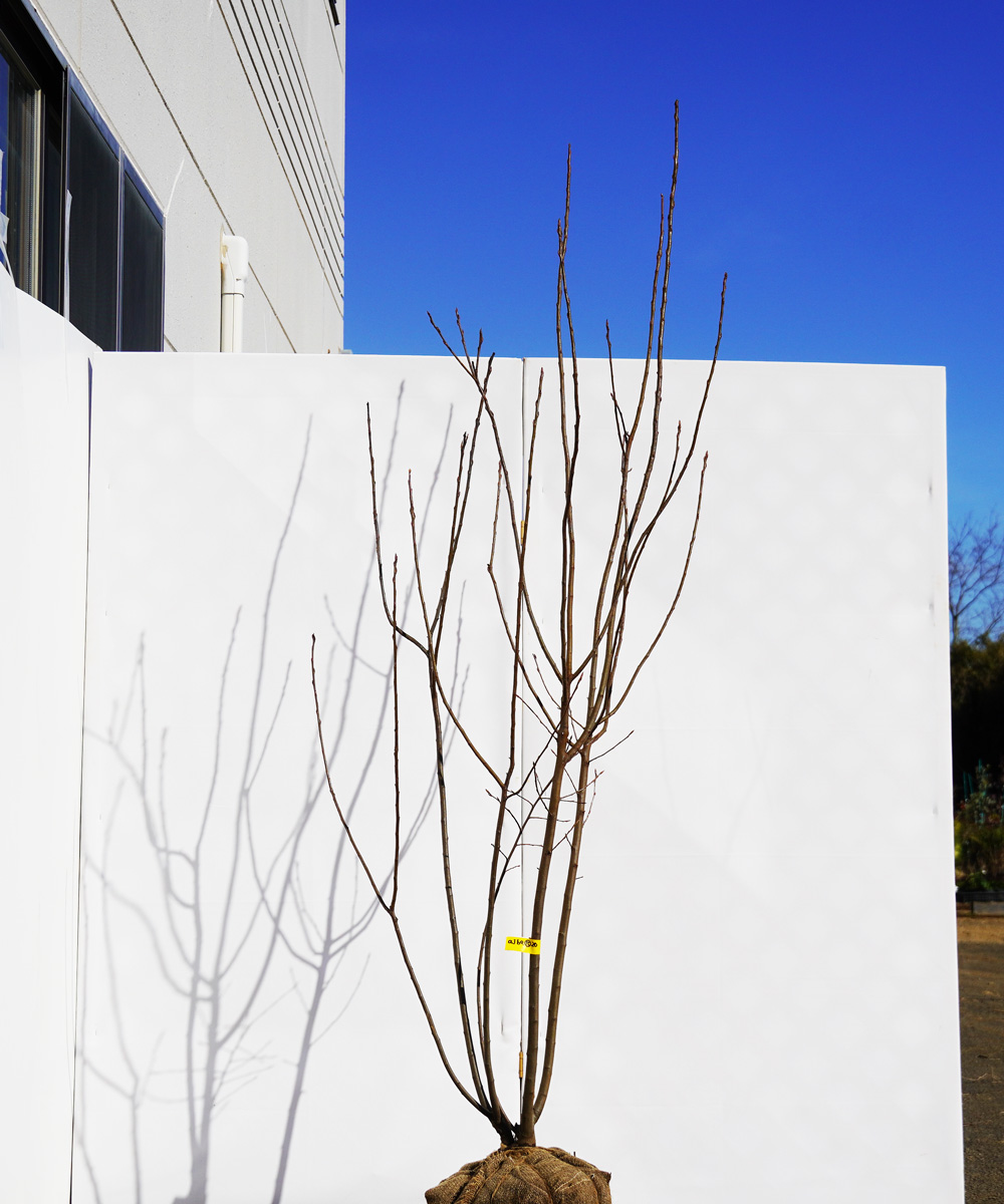 ajba15-20 ジューンベリー株立  ラマルキー 高さ2.0m 不在置き了承商品