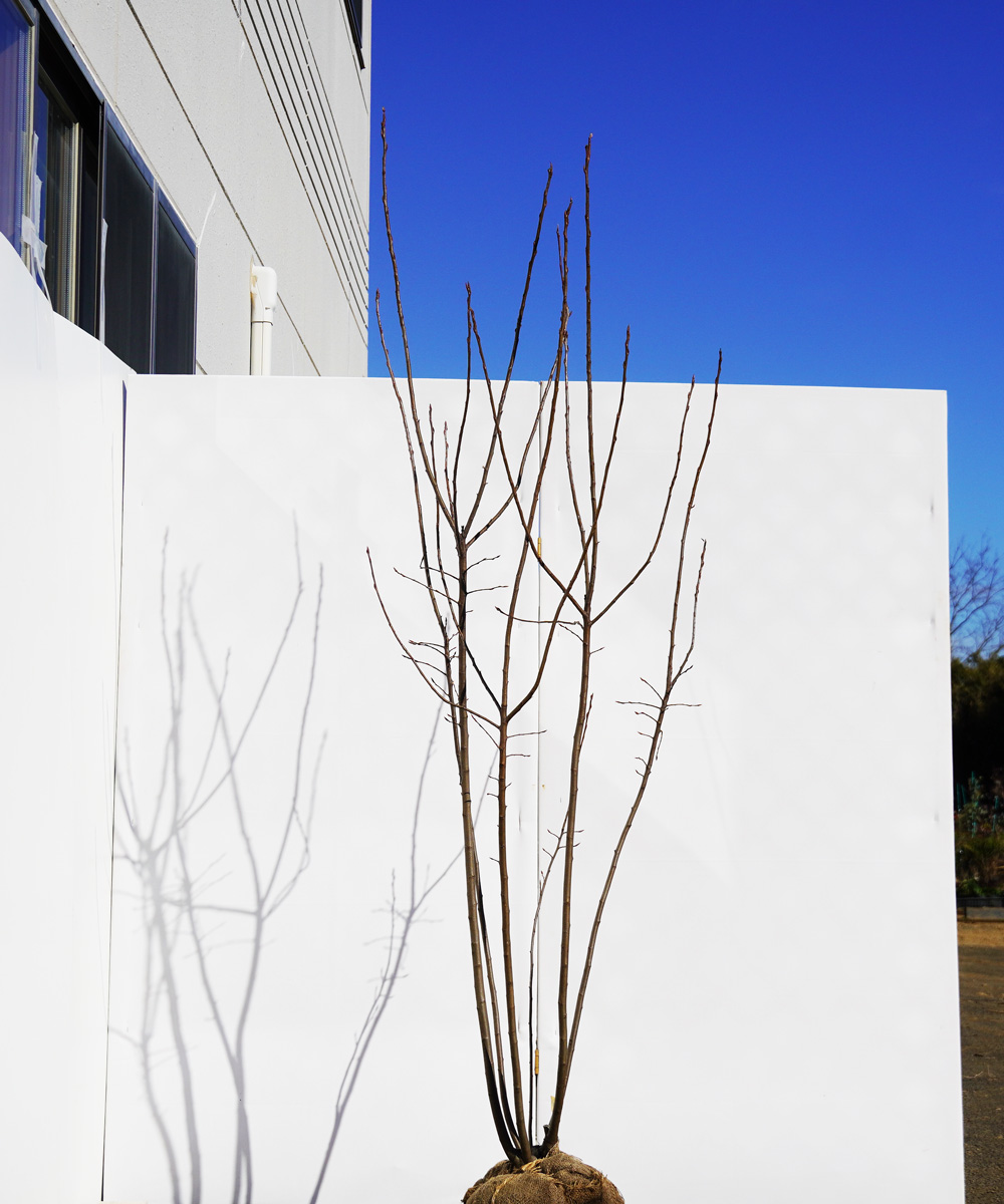 ajba19-19 ジューンベリー株立  ラマルキー 高さ1.9m 不在置き了承商品