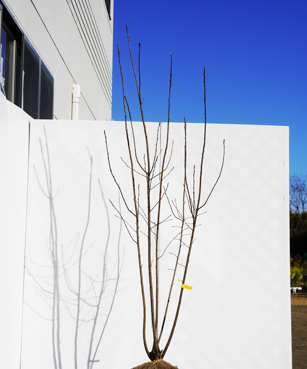 ajba20-19 ジューンベリー株立  ラマルキー 高さ1.9m 不在置き了承商品