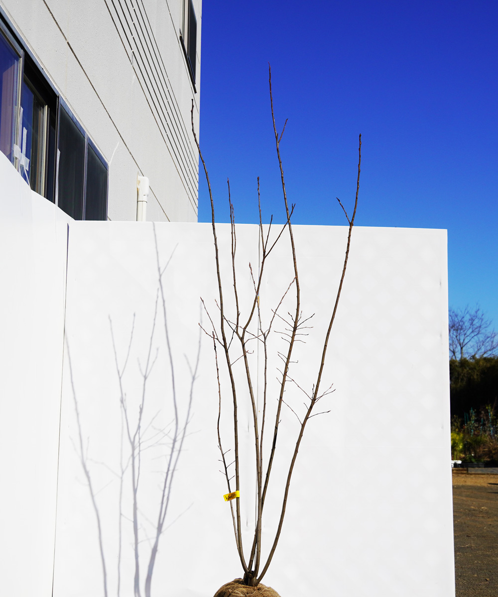 ajba22-20 ジューンベリー株立  ラマルキー 高さ2.0m 不在置き了承商品