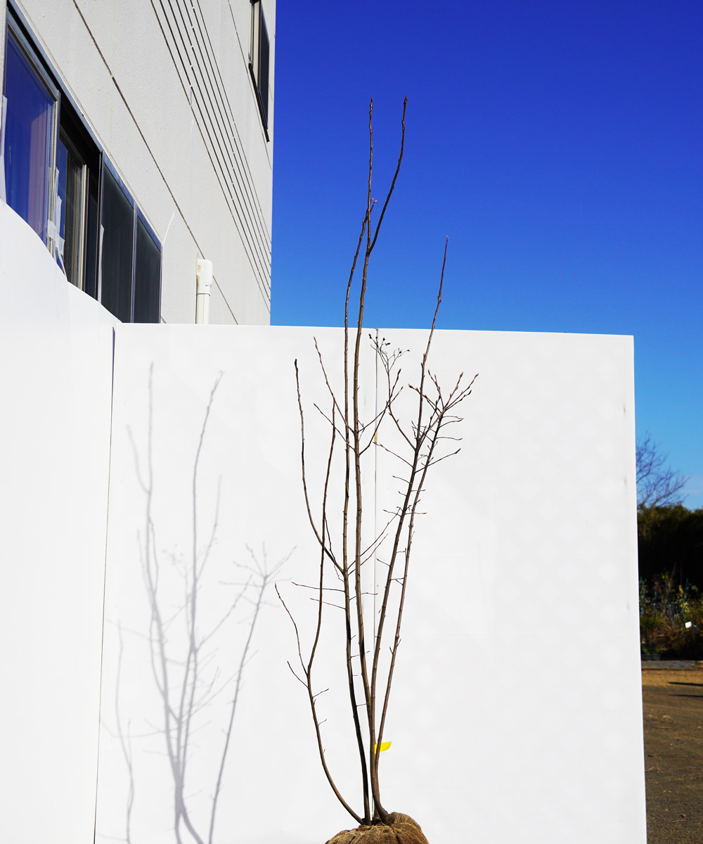 ajba23-20 ジューンベリー株立  ラマルキー 高さ2.0m 不在置き了承商品