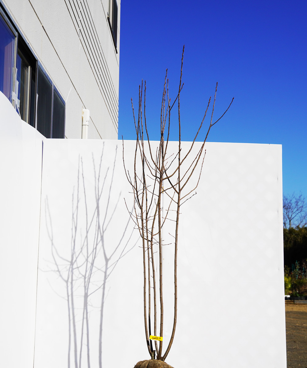 ajba24-20 ジューンベリー株立  ラマルキー 高さ2.0m 不在置き了承商品