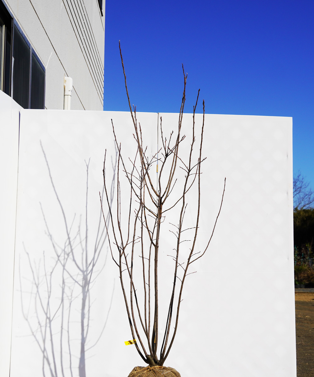 ajba28-18 ジューンベリー株立  ラマルキー 高さ1.8m 不在置き了承商品