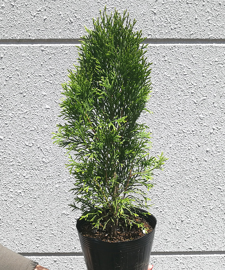 6月撮影