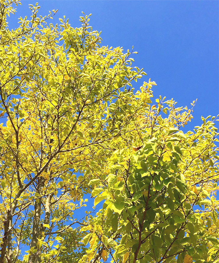 紅葉(黄葉)の様子