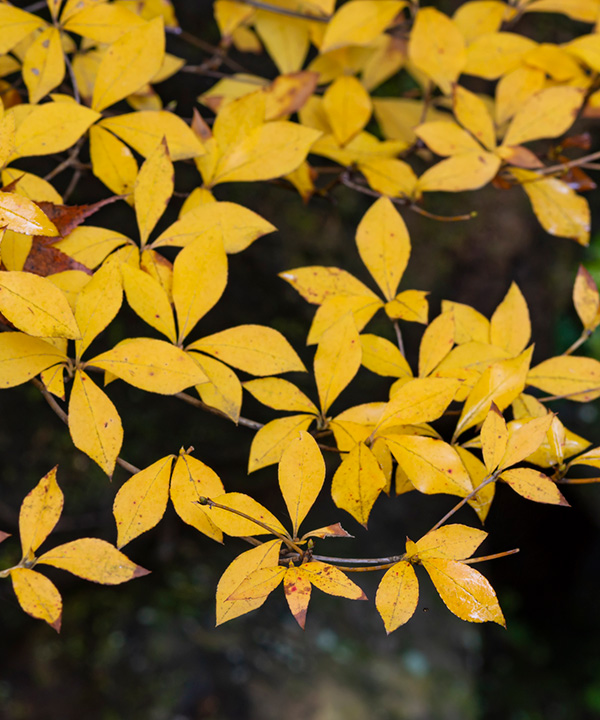 紅葉(黄葉)の様子