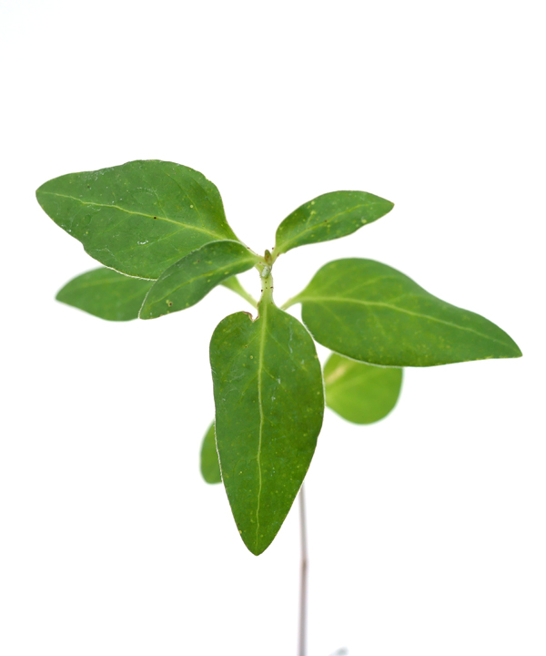 葉(7月)