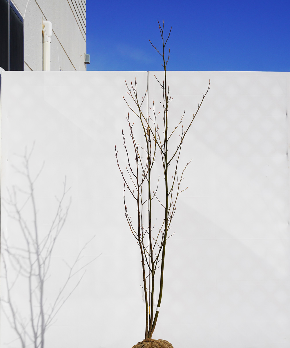 akra18-17 クロモジ株立 高さ1.7m程度 不在置き了承商品