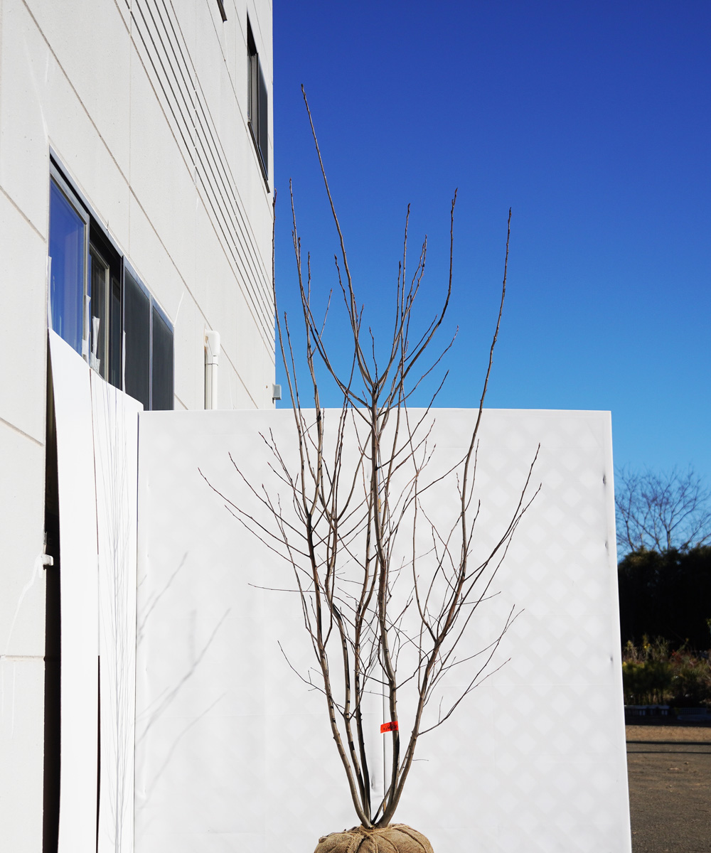 ajbb3-25 ジューンベリー株立  ラマルキー 高さ2.5m 不在置き了承商品