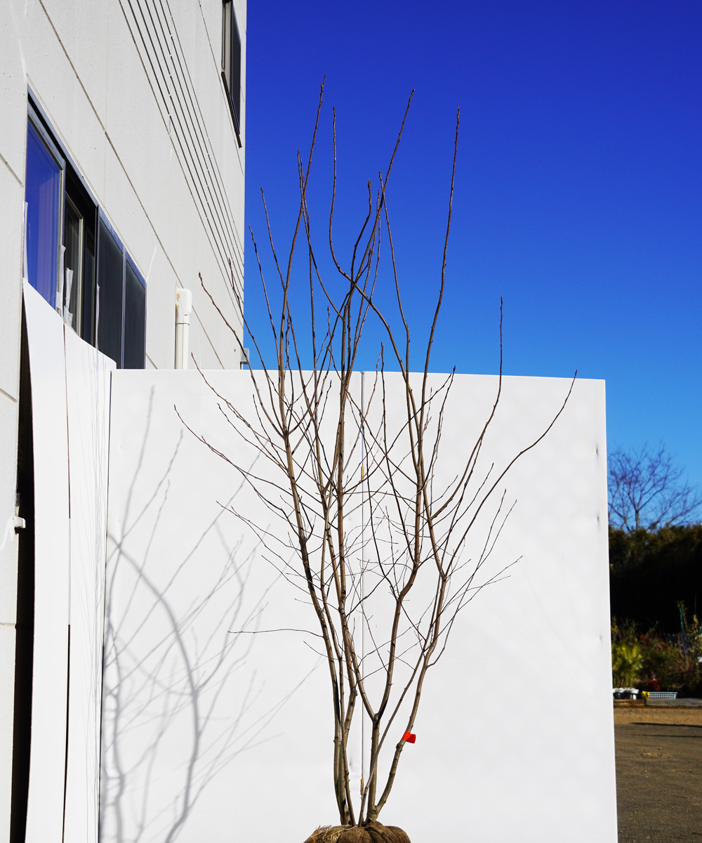 ajbb32-23  ジューンベリー株立  ラマルキー 高さ.2.3m 不在置き了承商品