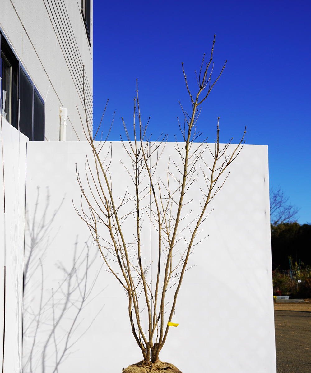 ahda5-21 【畑もの】アオダモ 高さ2.1m程度 不在置き了承商品