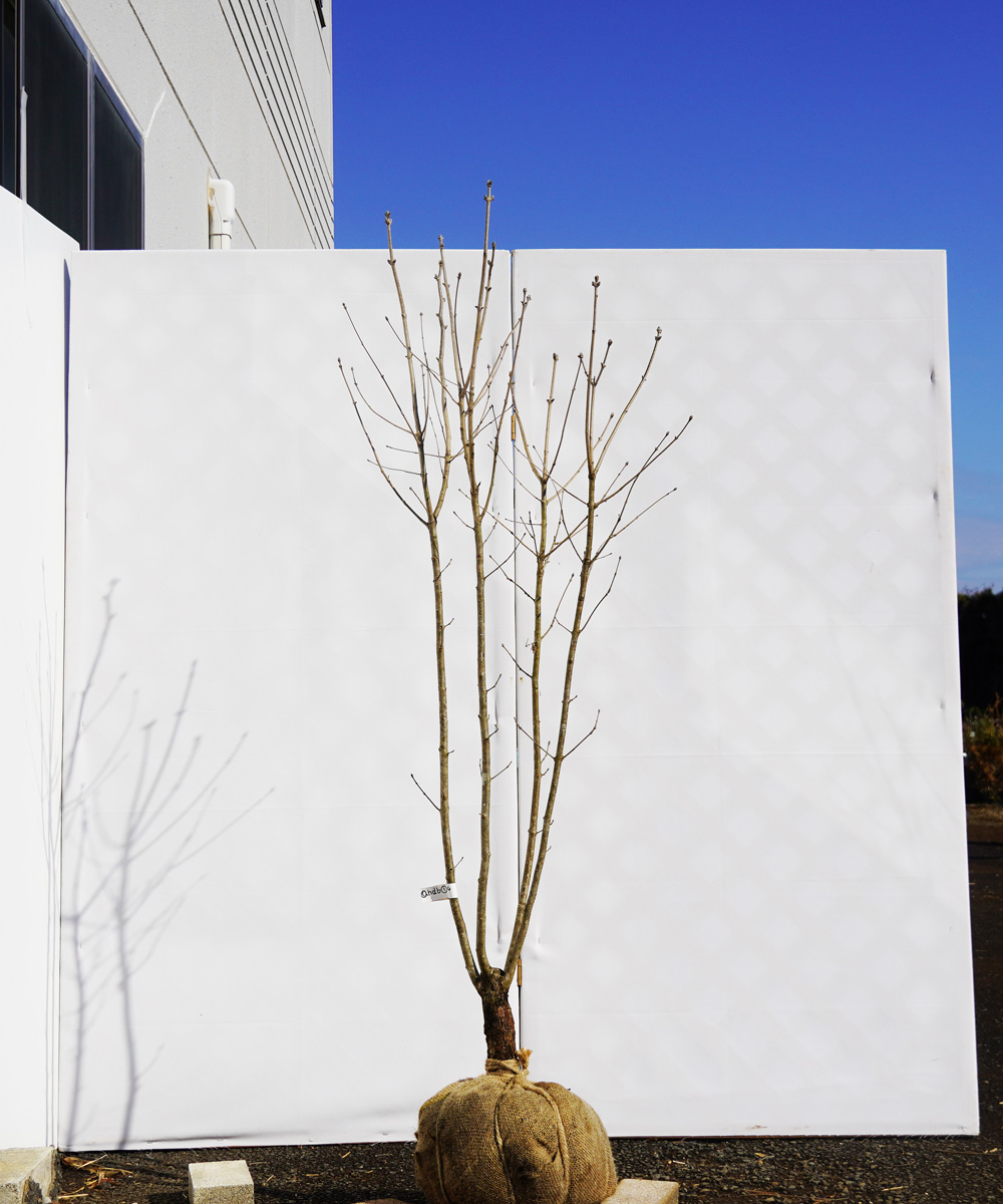 ahdb1-14【畑もの】アオダモ 本株立 高さ1.4m程度 不在置き了承商品