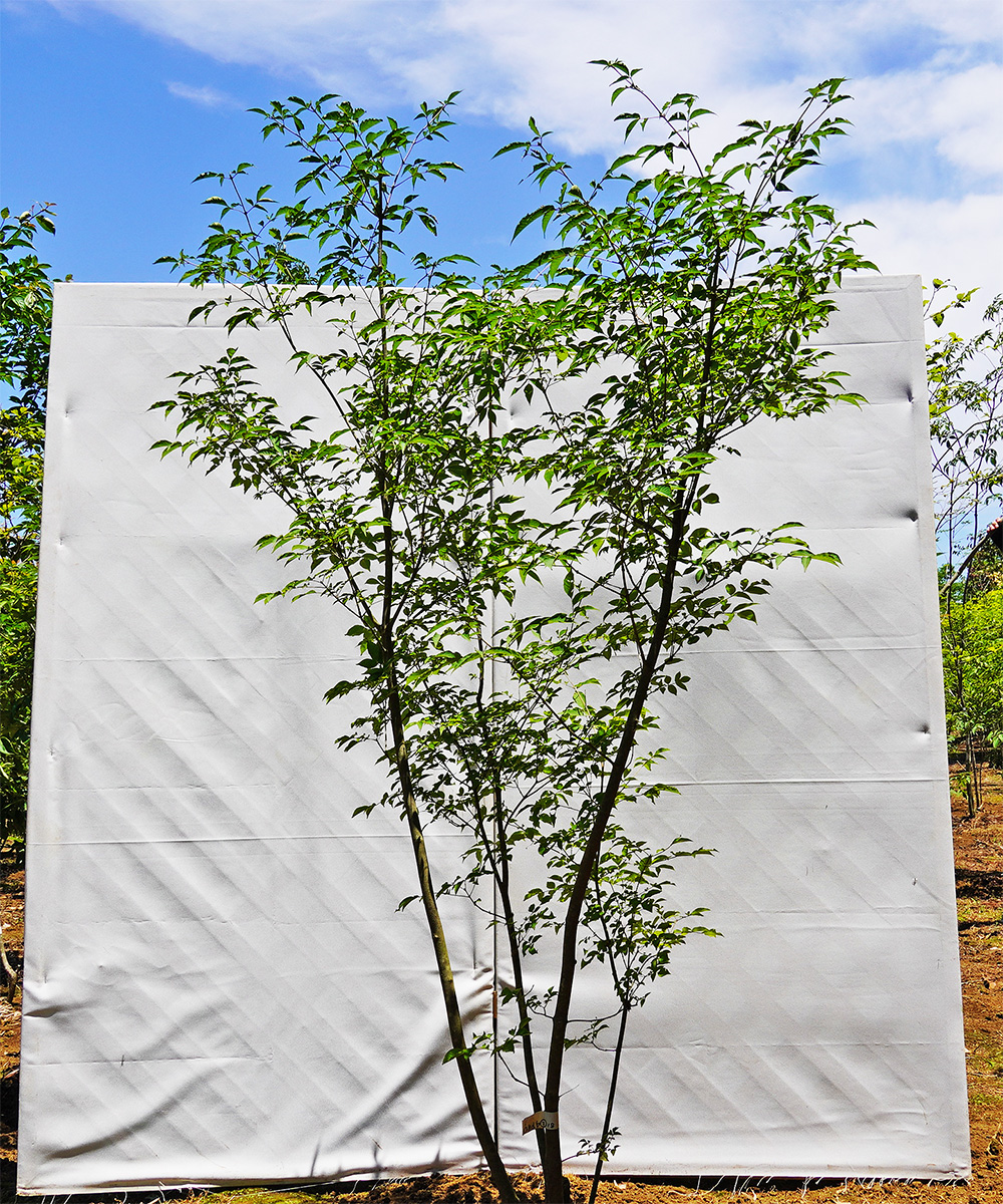 ahdb2-18 【畑もの】アオダモ 本株立 高さ1.8m程度 不在置き了承商品
