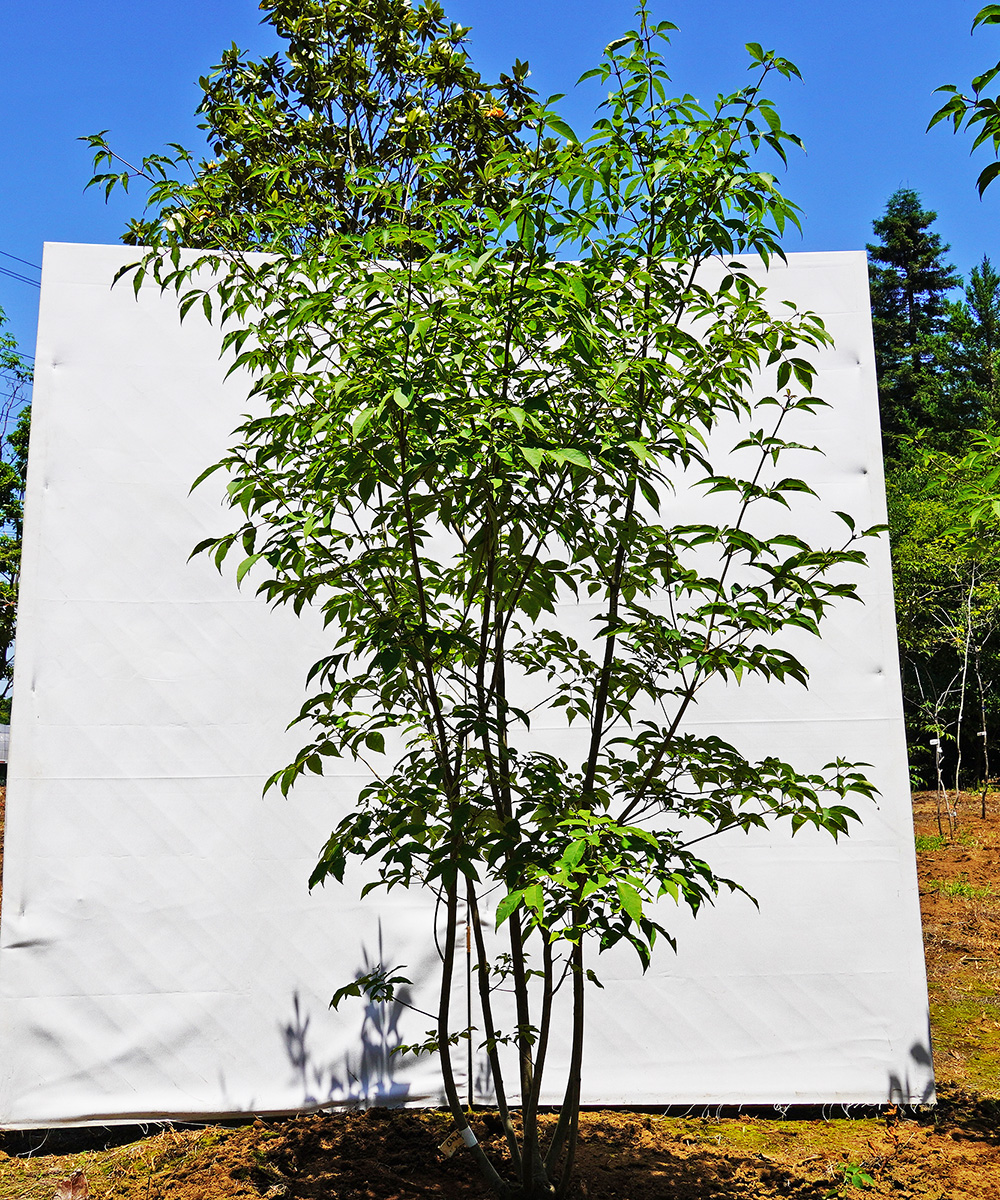 ahdb9-16 【畑もの】アオダモ 本株立 高さ1.6m程度 不在置き了承商品